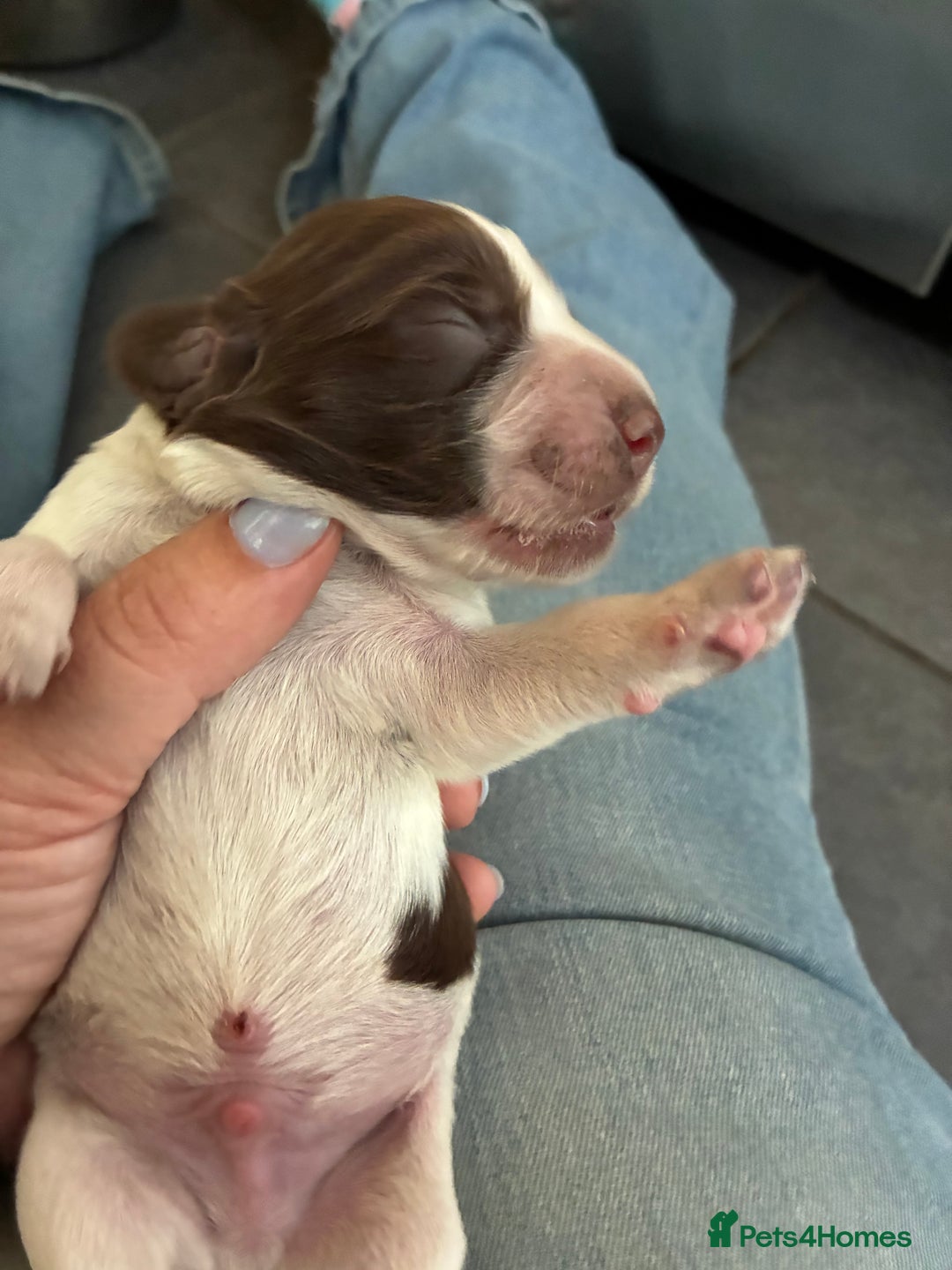 Cocker Spaniel dogs for sale: Beautiful, family cocker spaniels available - Image 8