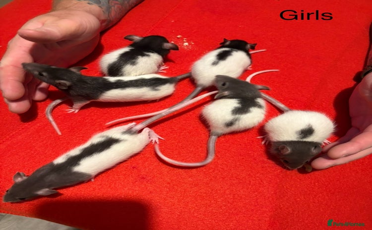 Rat rodents - Advert 1