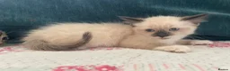 Siamese cats for sale: Siamese x Maine coon kittens - Advert 3