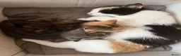 Mixed Breed cats for sale: Tabby kitten - Advert 4