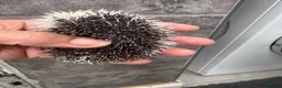 Pygmy Hedgehog rodents for sale: Baby hoglets ready now! Very friendly  - Advert 11