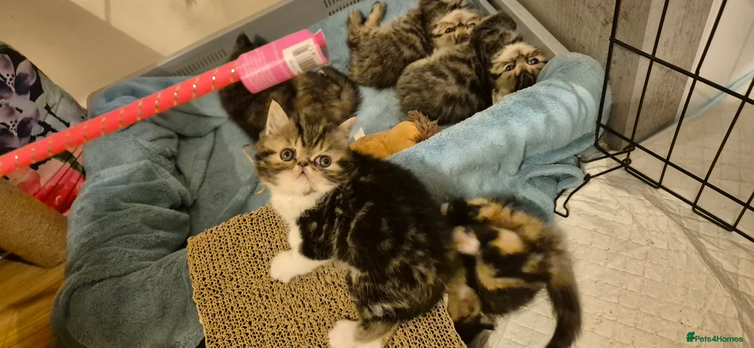 Persian cats for sale: Exotic Persian kittens  - Advert 38