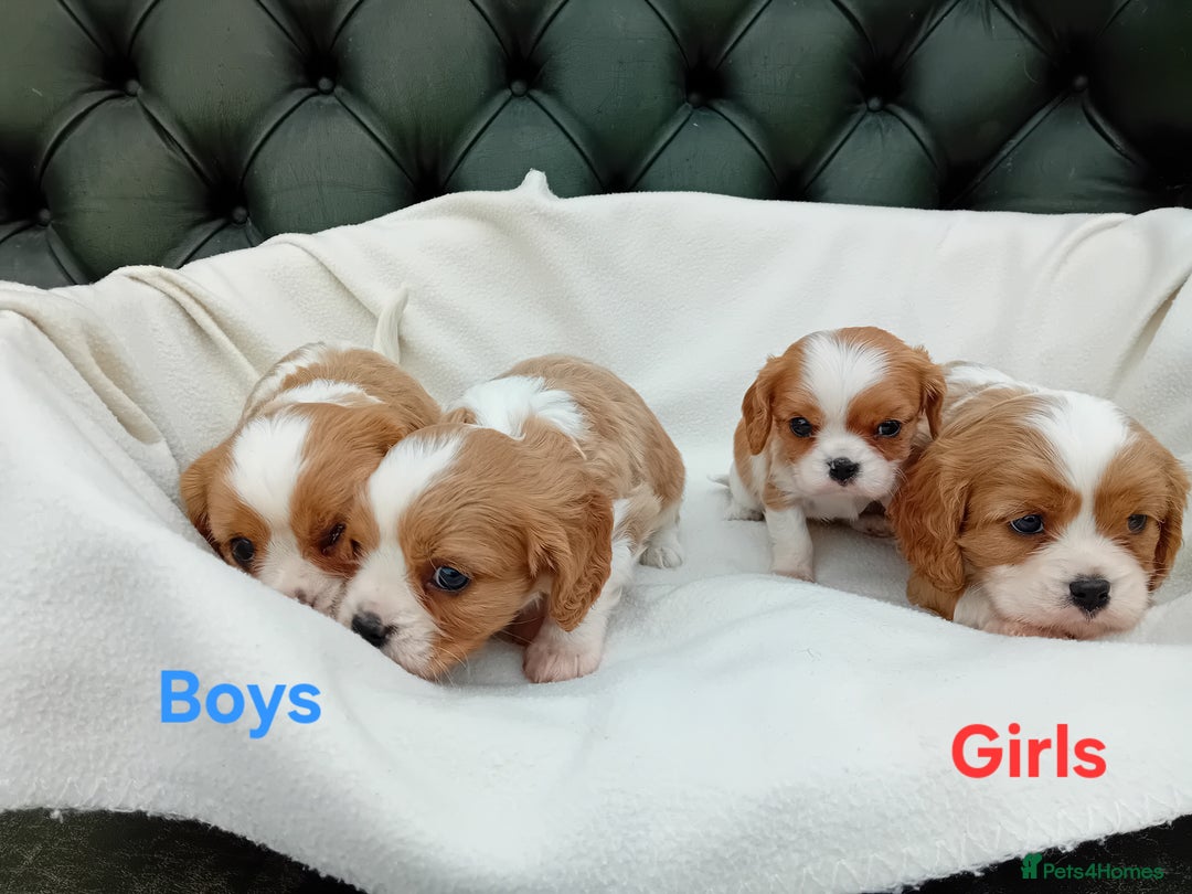 Cavalier King Charles Spaniel dogs for sale: Beautiful king charles puppies - Image 2