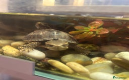 Turtle reptiles for sale: Pair of musk turtles and set up  - Image 1