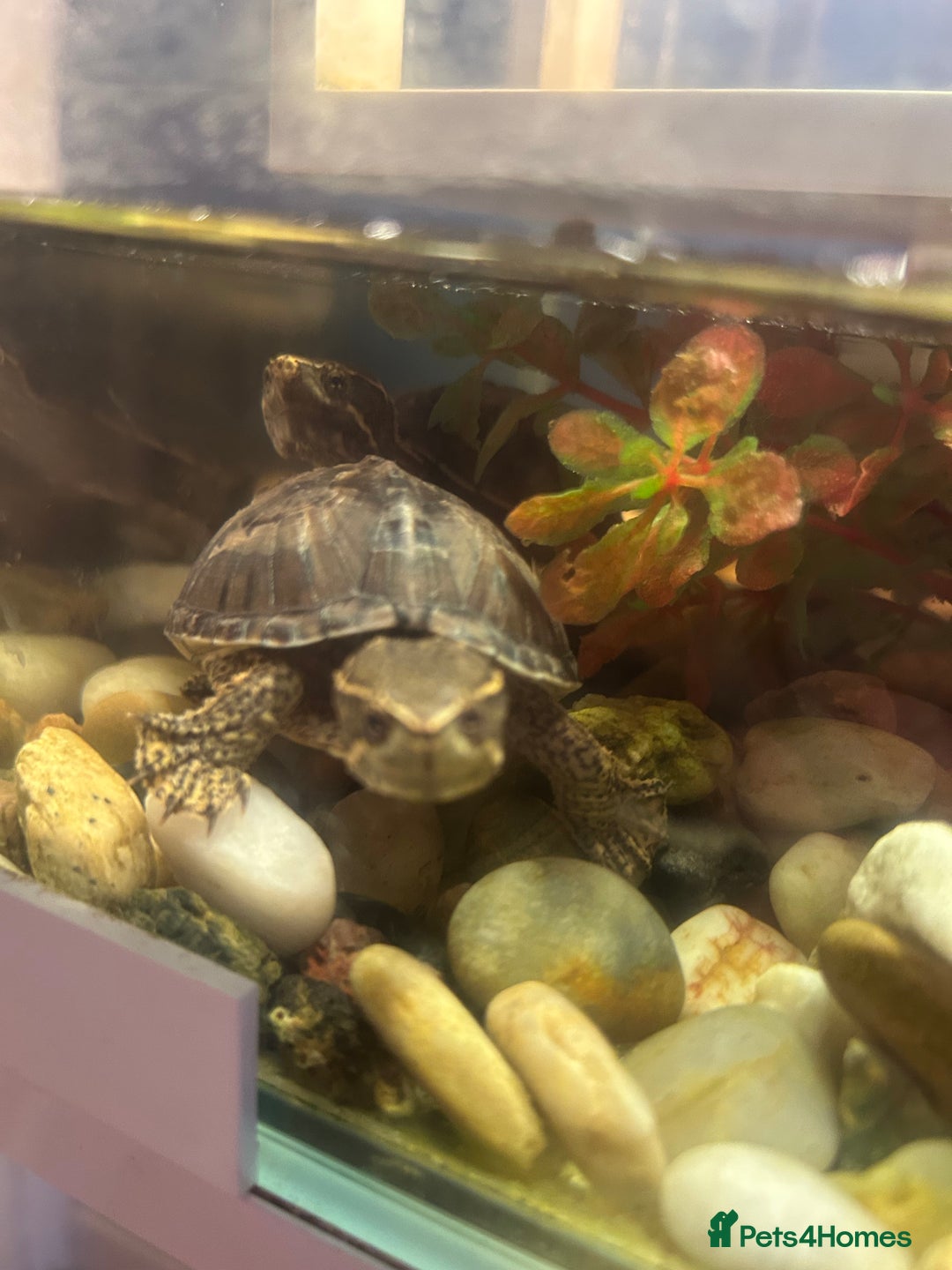 Turtle reptiles for sale: Pair of musk turtles and set up  - Image 1