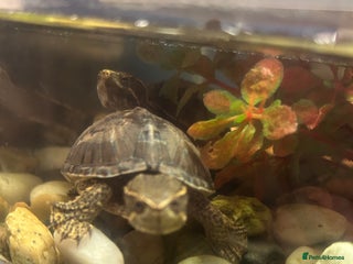 Turtle reptiles - Advert 18