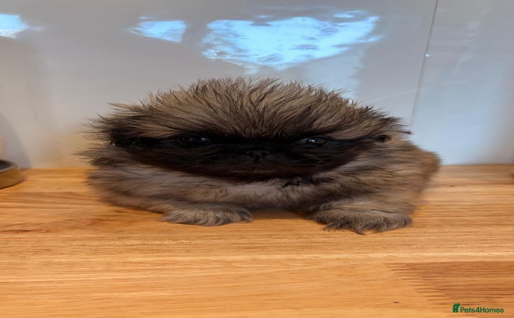 Pekingese dogs - Advert 7