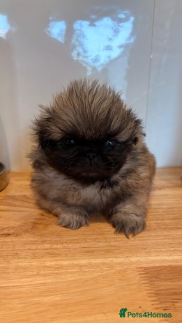 Pekingese dogs - Advert 7