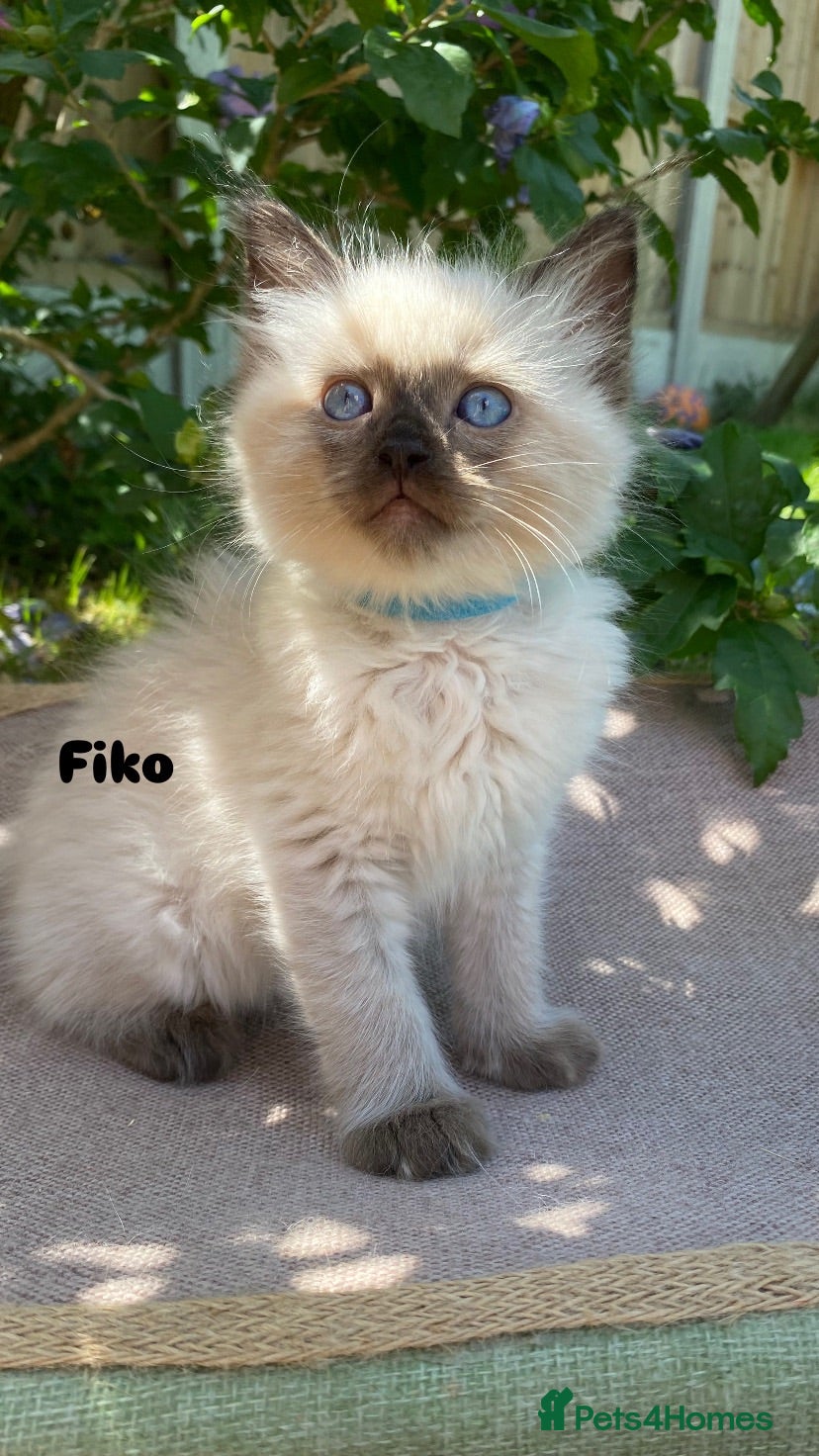 Ragdoll cats Fiko available . Ready to leave now - Advert 7