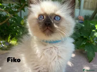 Ragdoll cats Fiko available . Ready to leave now - Advert 7