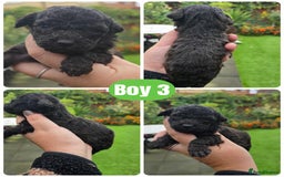 Toy Poodle dogs for sale: Stunning toy poodle puppies  - Image 6
