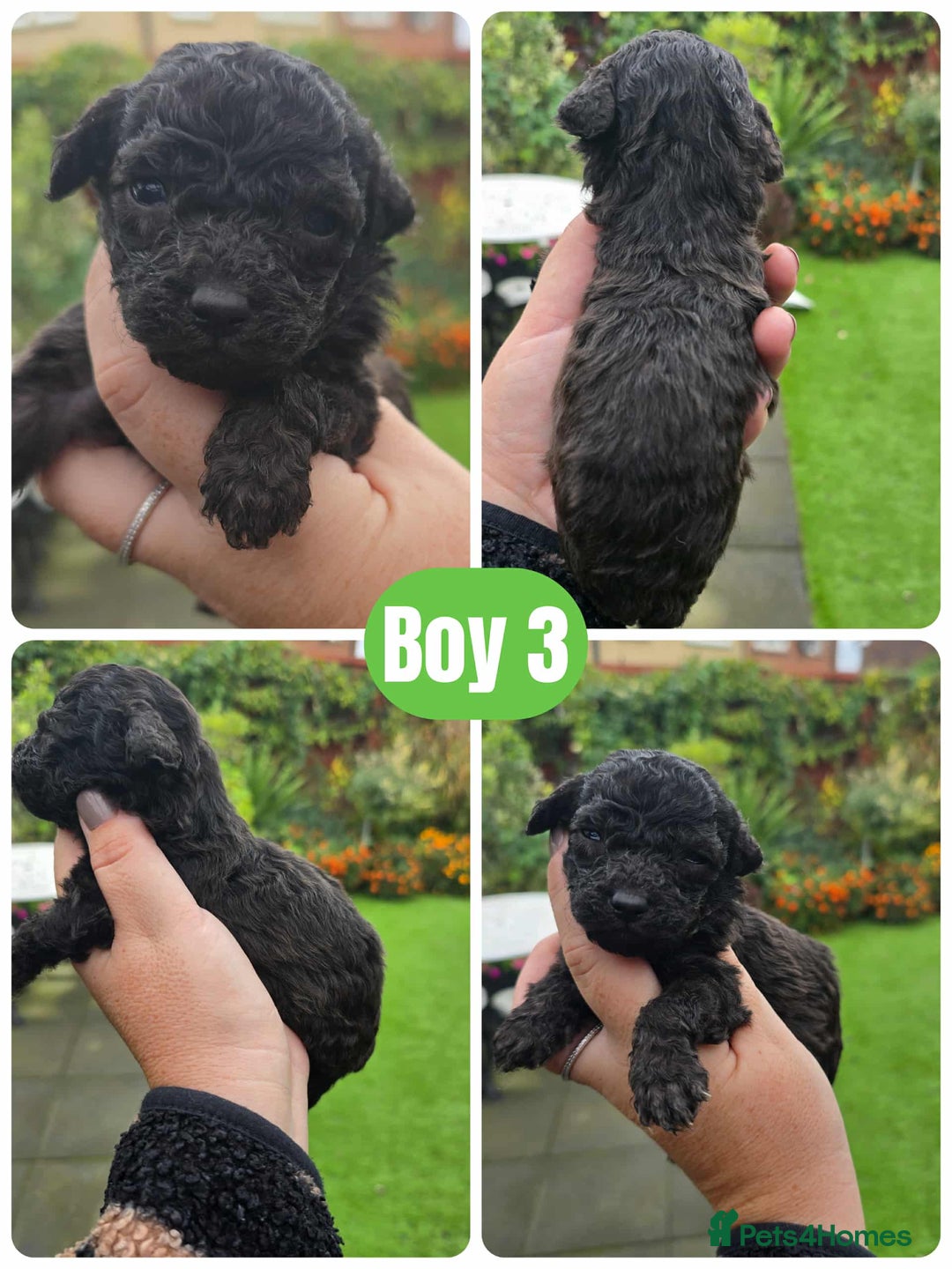 Toy Poodle dogs for sale: Stunning toy poodle puppies  - Image 6