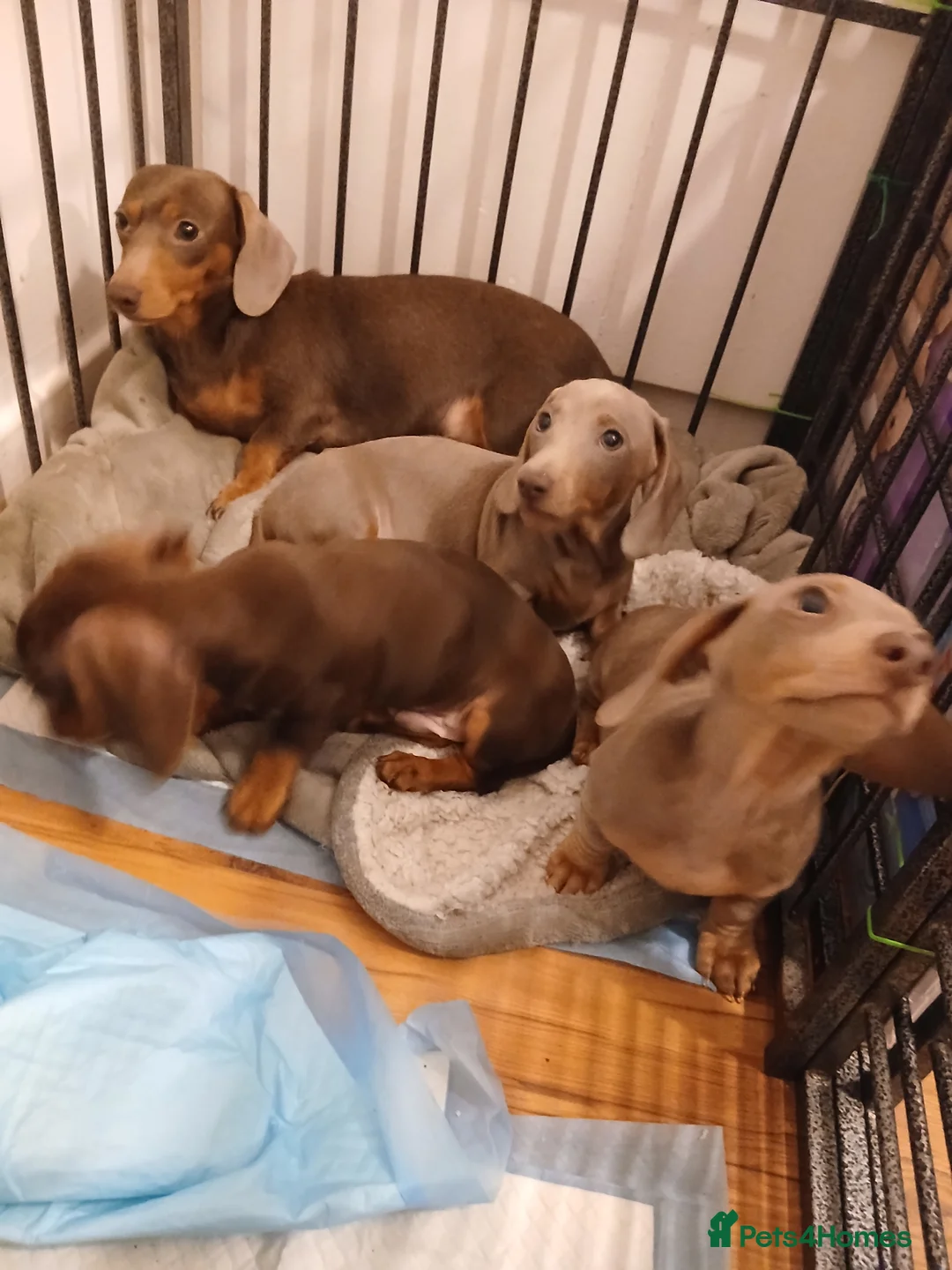 Dachshund dogs for sale: Now only 2 male mini dachshund puppies  - Advert 4