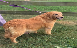 Golden Retriever dogs for sale: Quality Kc Reg. Golden retriever Puppies - Image 10