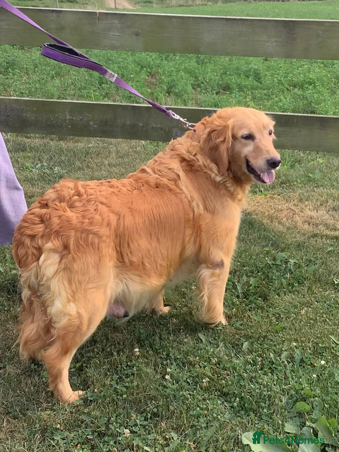 Golden Retriever dogs for sale: Quality Kc Reg. Golden retriever Puppies - Image 10