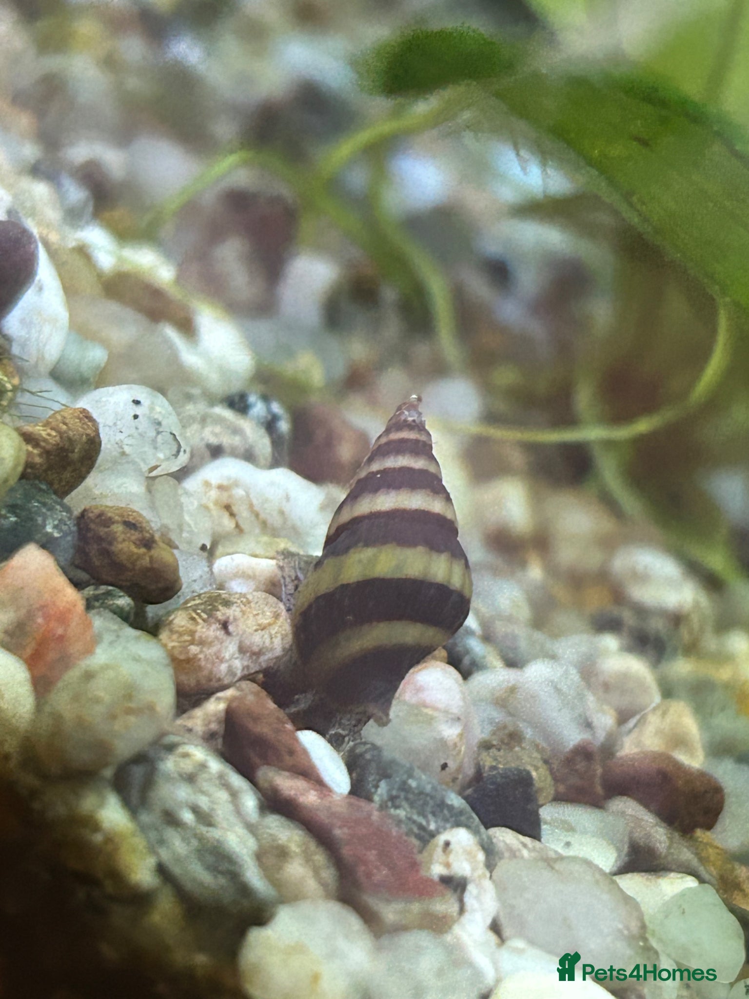 Snails fish Assassin snails  - Advert 2