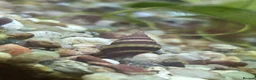 Snails fish for sale: Assassin snails  - Advert 1