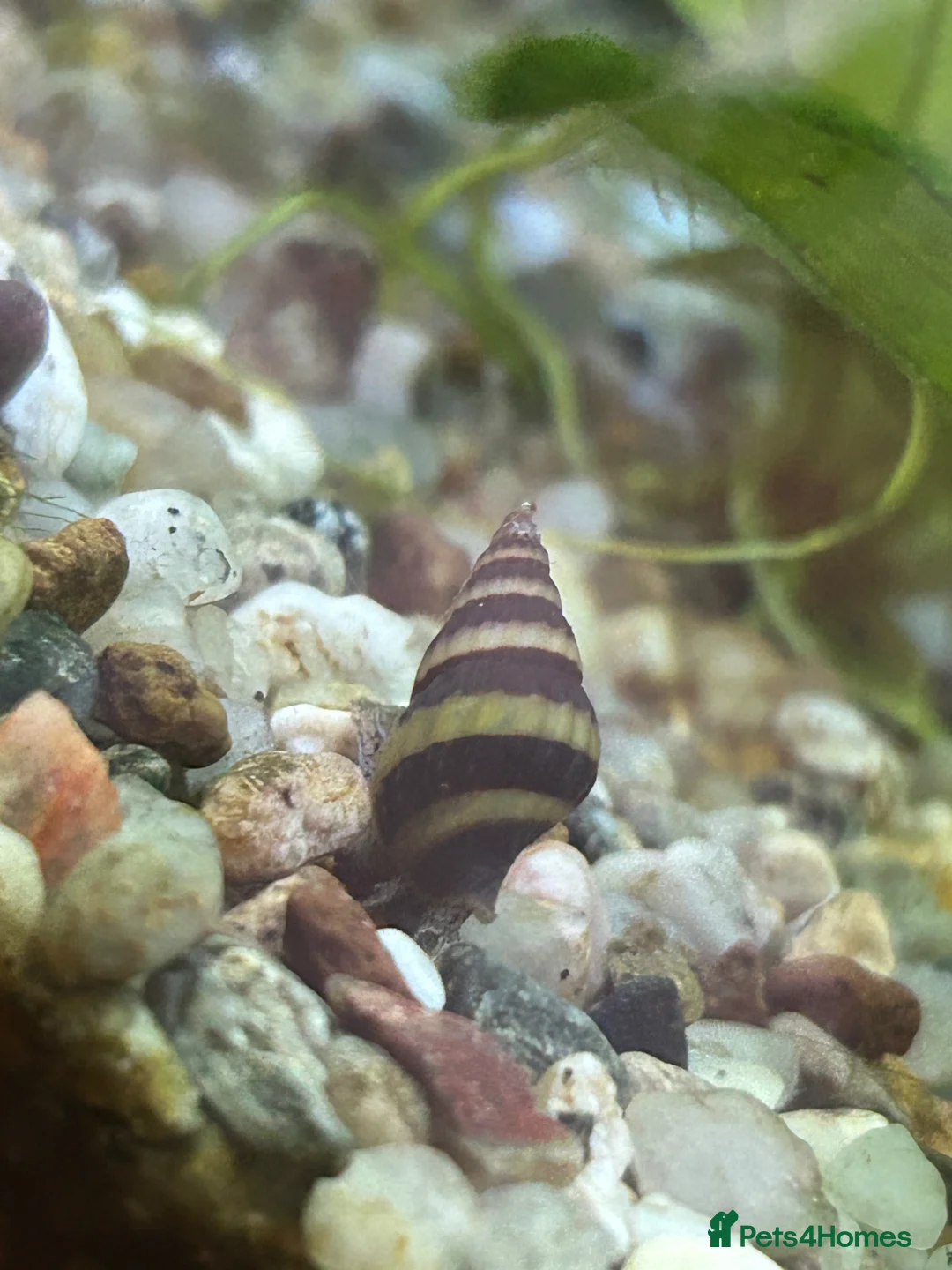 Snails fish for sale: Assassin snails  - Advert 1