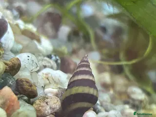 Snails fish Assassin snails - Advert 15