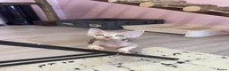 Devon Rex cats for sale: Beautiful pure Devon Rex kittens  - Advert 11
