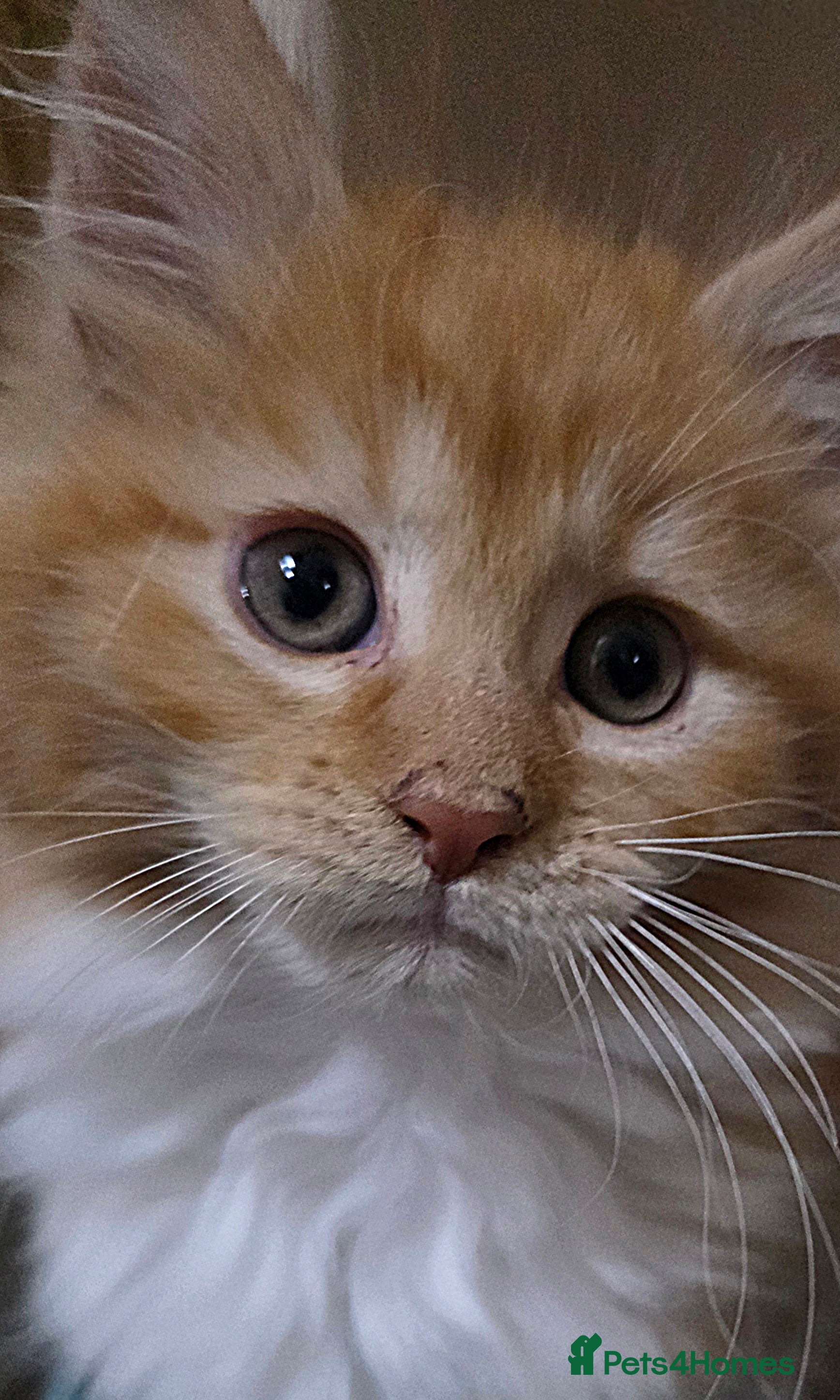 Maine Coon cats 2 Fluffy Maine Coon Kittens left!!! - Advert 15