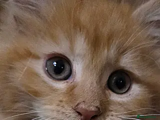 Maine Coon cats 2 Fluffy Maine Coon Kittens left!!! - Advert 15