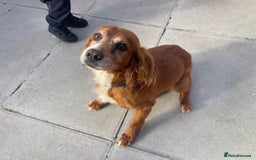 Cocker Spaniel dogs for sale: 10 year old cocker spaniel  - Image 5