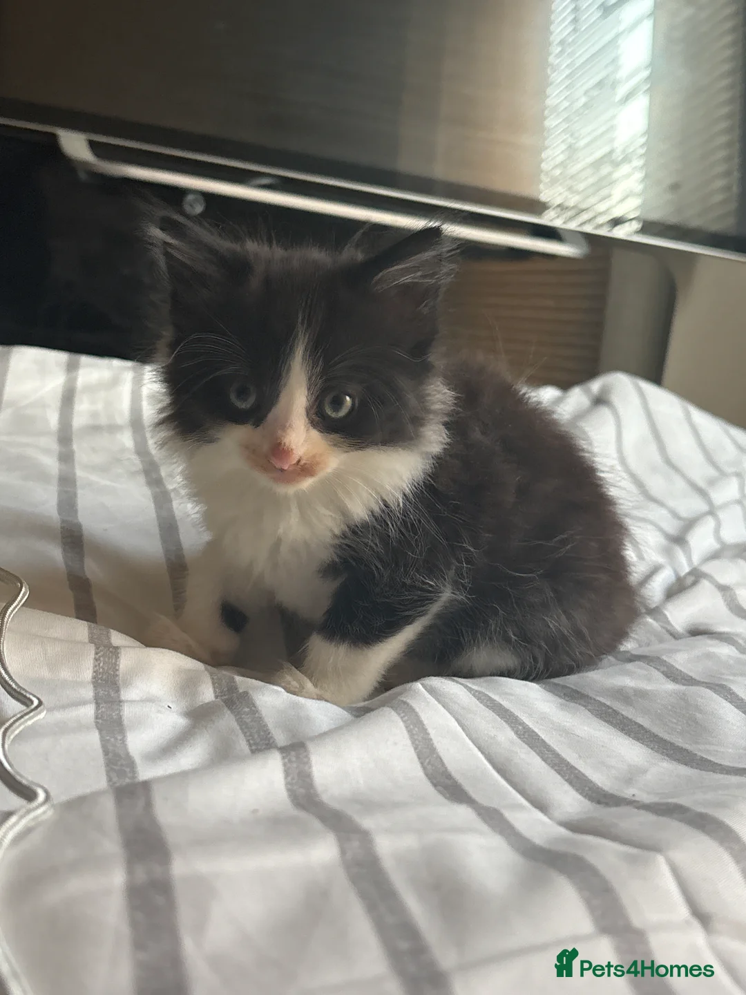British Longhair cats for sale: 13 week old kitten  - Advert 2