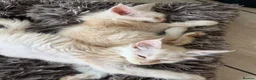 Maine Coon cats for sale: Maine Coon 3/4 Cross Kittens  - Advert 19