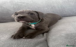 Staffordshire Bull Terrier dogs for sale: Blue Staffordshire bull terrier  - Image 10