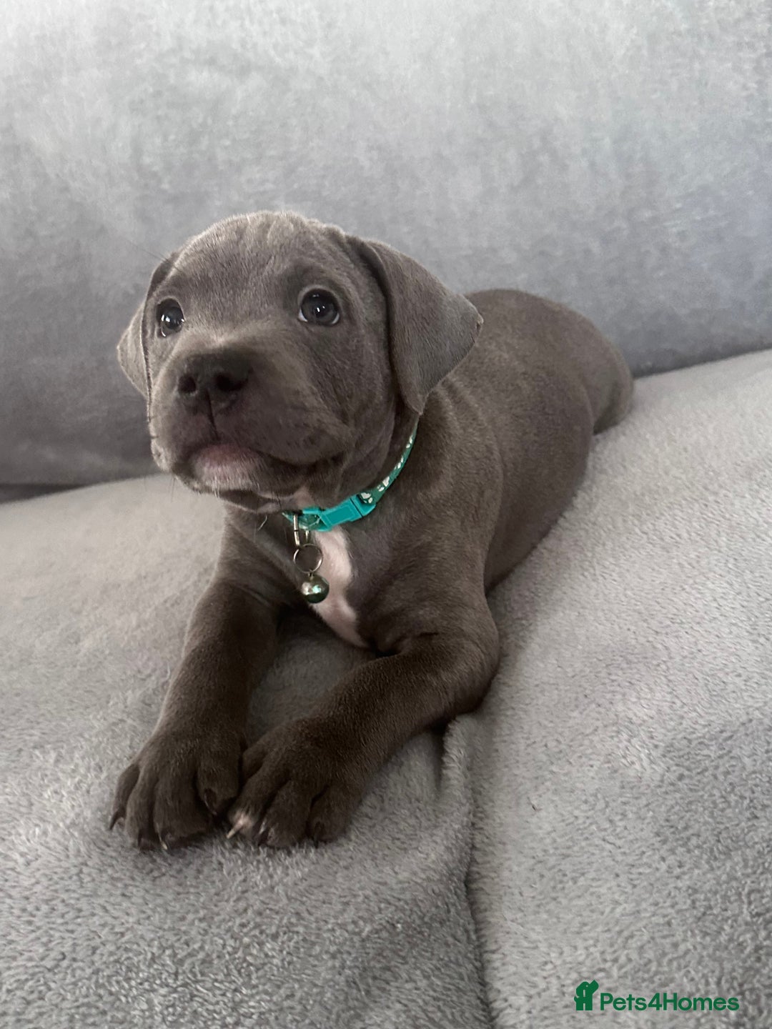 Staffordshire Bull Terrier dogs for sale: Blue Staffordshire bull terrier  - Image 10