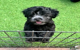 Maltipoo dogs for sale: 🩵Last Top Quality Rare Korean/Asian F1 Maltipoo🩵 in Bathgate - Image 5