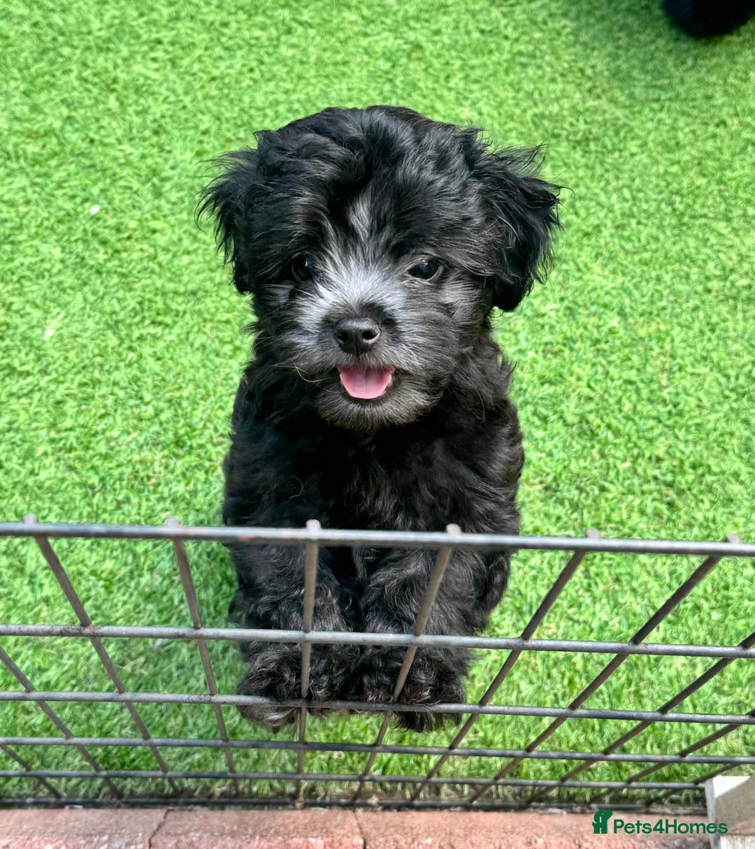 Maltipoo dogs for sale: 🩵Last Top Quality Rare Korean/Asian F1 Maltipoo🩵 in Bathgate - Image 5