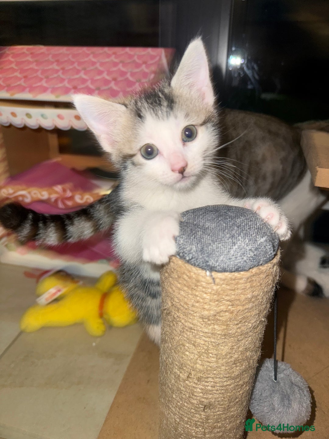 Mixed Breed cats for sale: Bengal cross kittens  - Advert 12