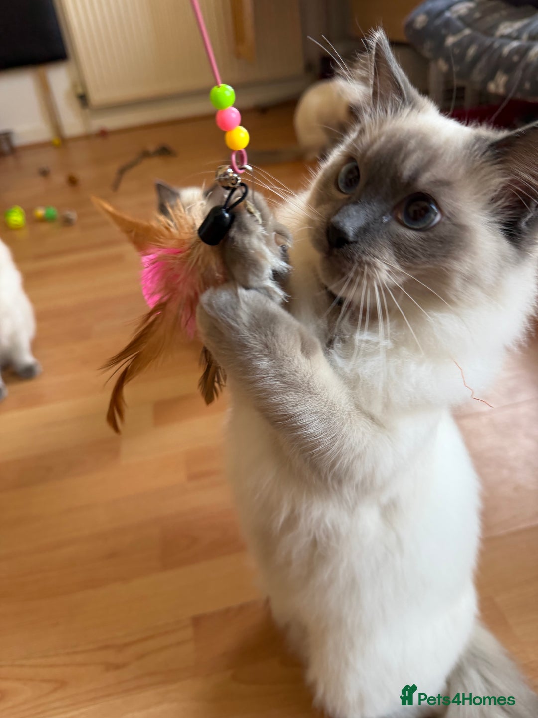 Ragdoll cats for sale: Ragdoll Kittens Looking for Their Forever Homes  - Image 5