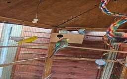 Budgerigars birds for sale: Budgies  - Image 6