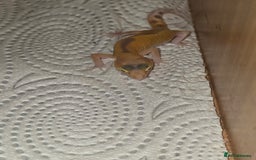 Leopard Gecko reptiles for sale: Baby leapard gecko  - Image 1