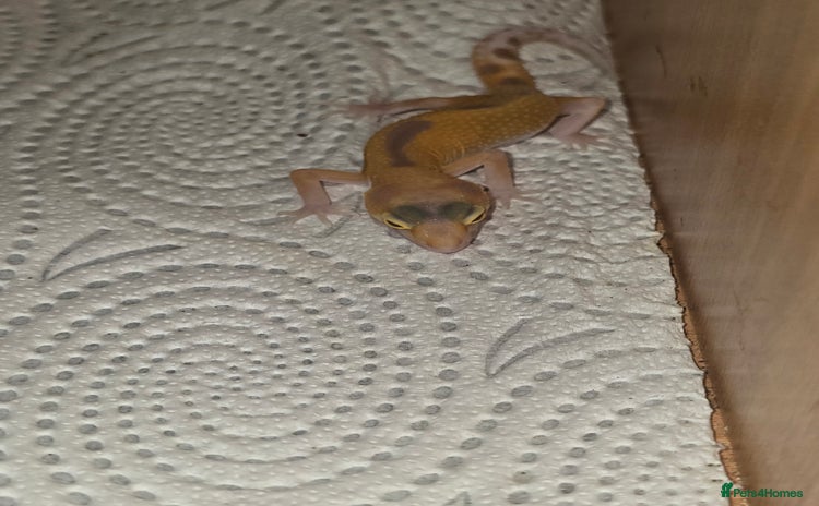 Leopard Gecko reptiles - Advert 1