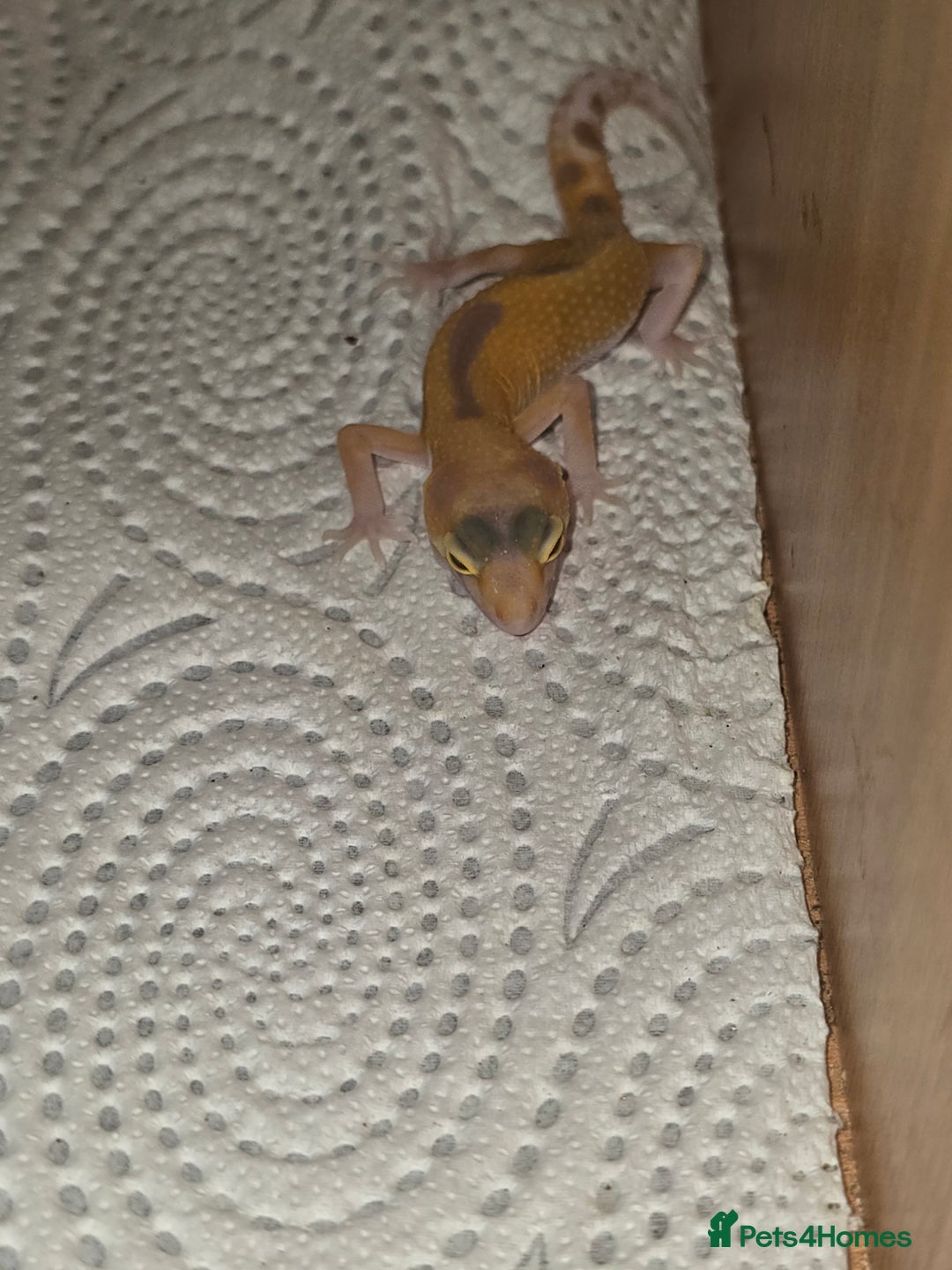 Leopard Gecko reptiles for sale: Baby leapard gecko  - Image 1