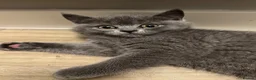 British Shorthair cats for sale: ✨ beautiful black/blue British Shorthair kittens✨ - Advert 30