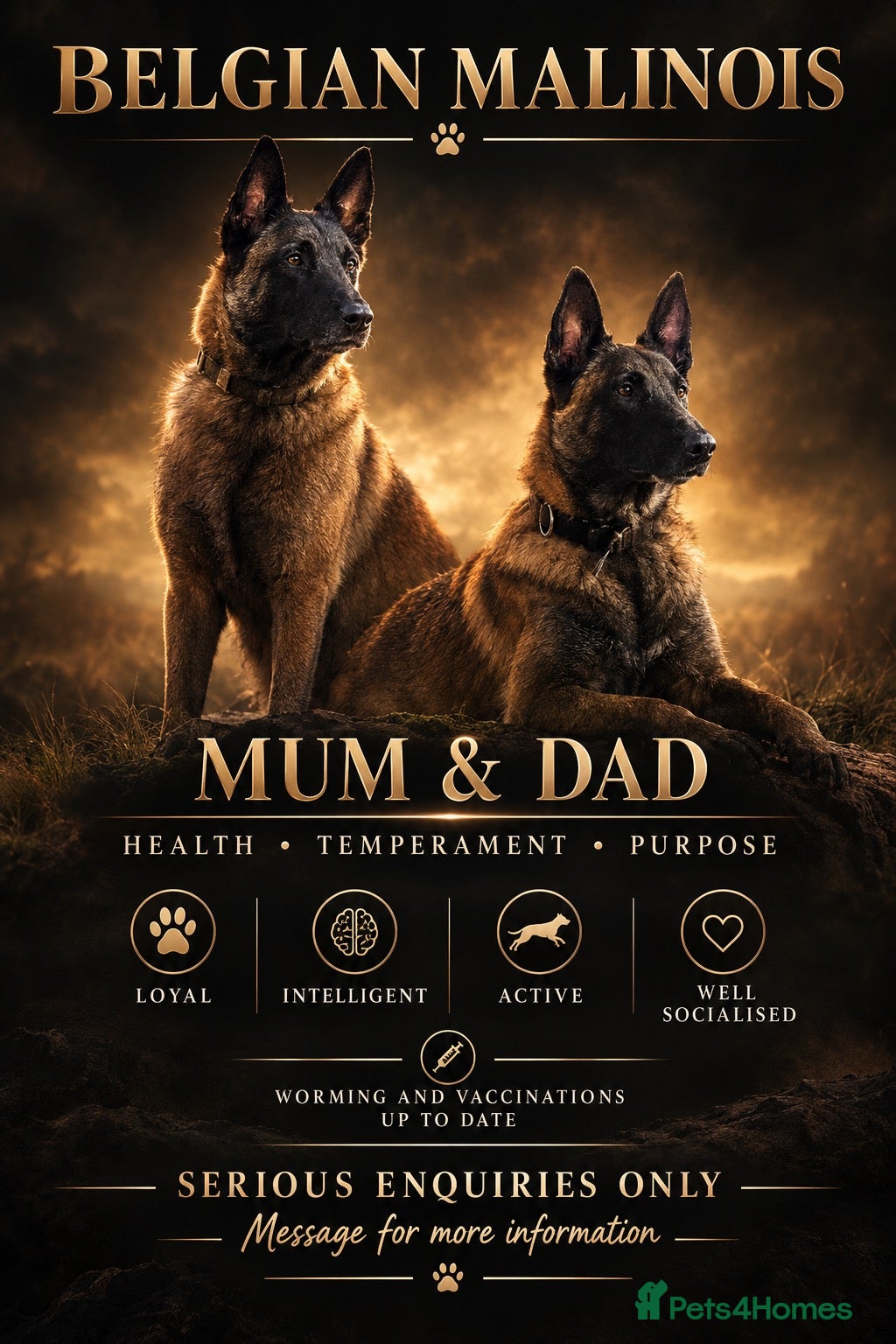 Belgian Shepherd Dog dogs for sale: 🐾❤️ BELGIAN MALINOIS PUPPIES FOR SALE ❤️🐾 - Advert 2