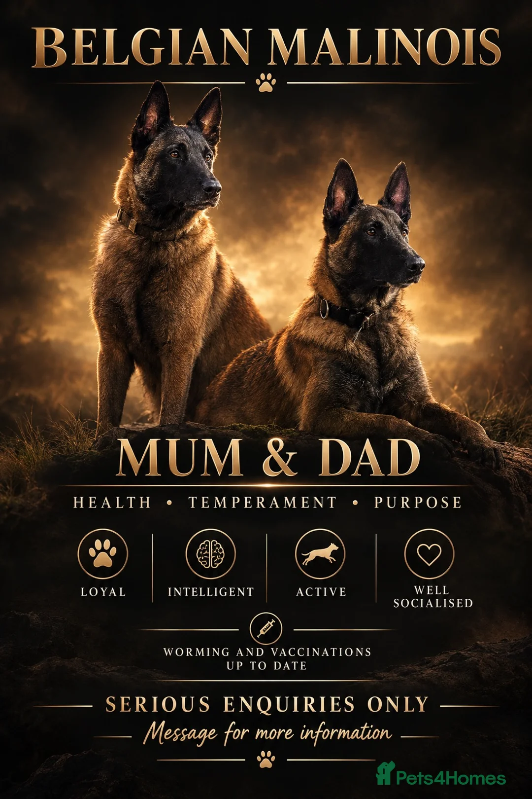 Belgian Shepherd Dog dogs for sale: 🐾❤️ BELGIAN MALINOIS PUPPIES FOR SALE ❤️🐾 in Nottingham - Advert 1