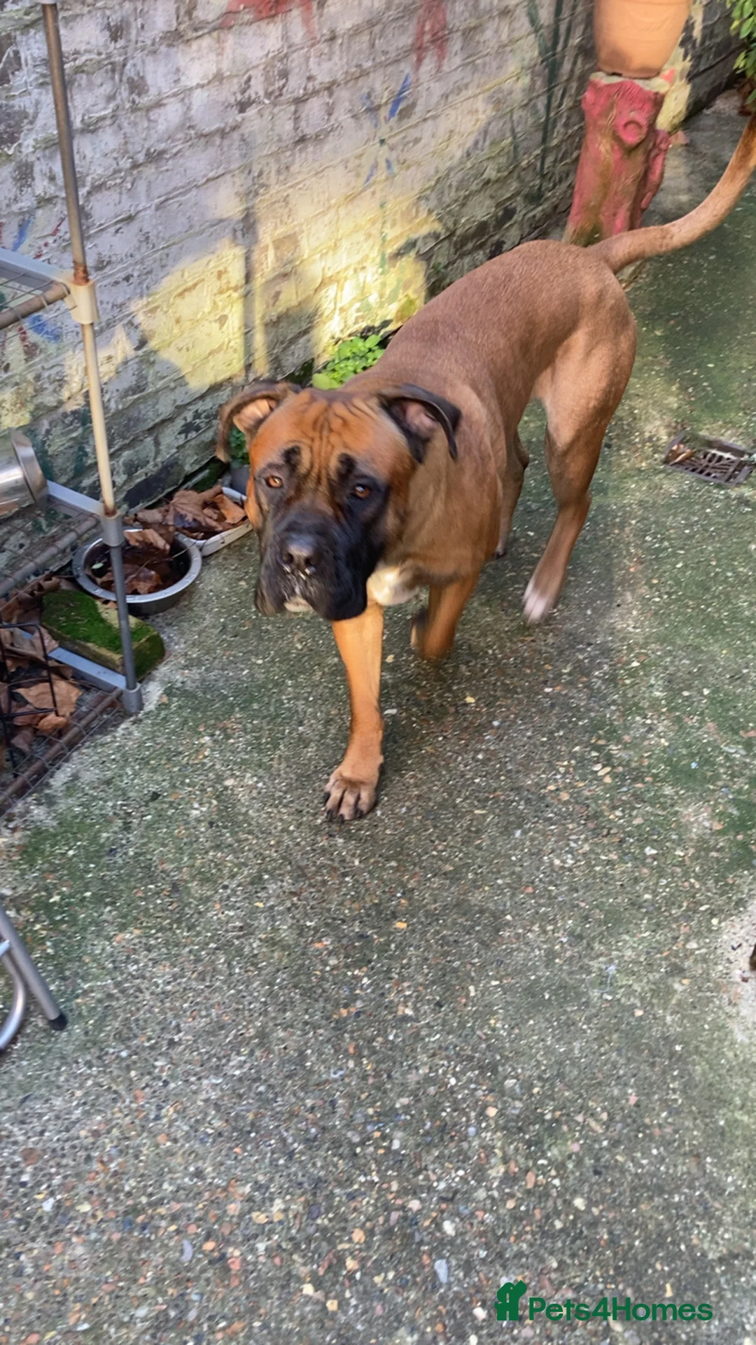 Cane Corso dogs for stud: M cane corso available for stud in London - Advert 6