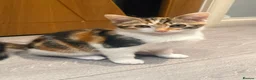 Mixed Breed cats for sale: CALICO GIRL KITTEN  - Advert 1