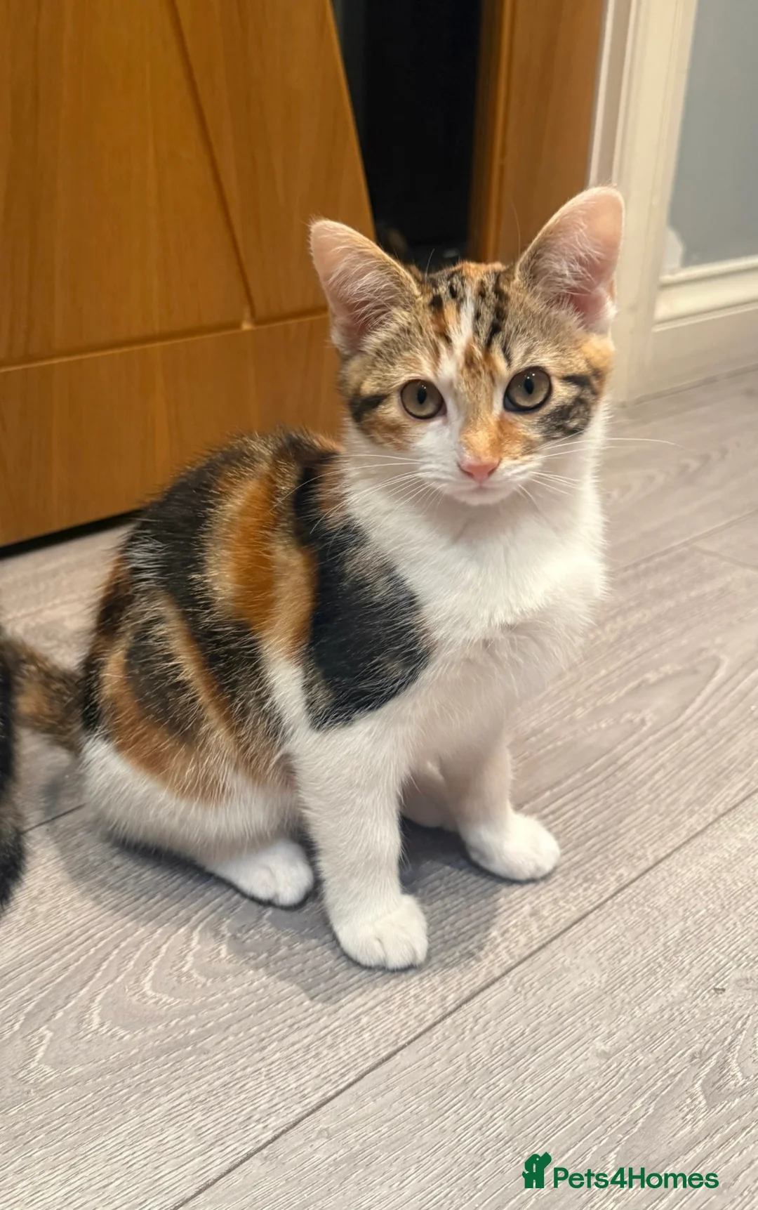 Mixed Breed cats for sale: CALICO GIRL KITTEN  - Advert 1