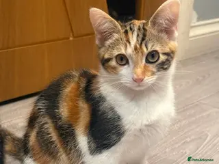 Mixed Breed cats CALICO GIRL KITTEN - Advert 14