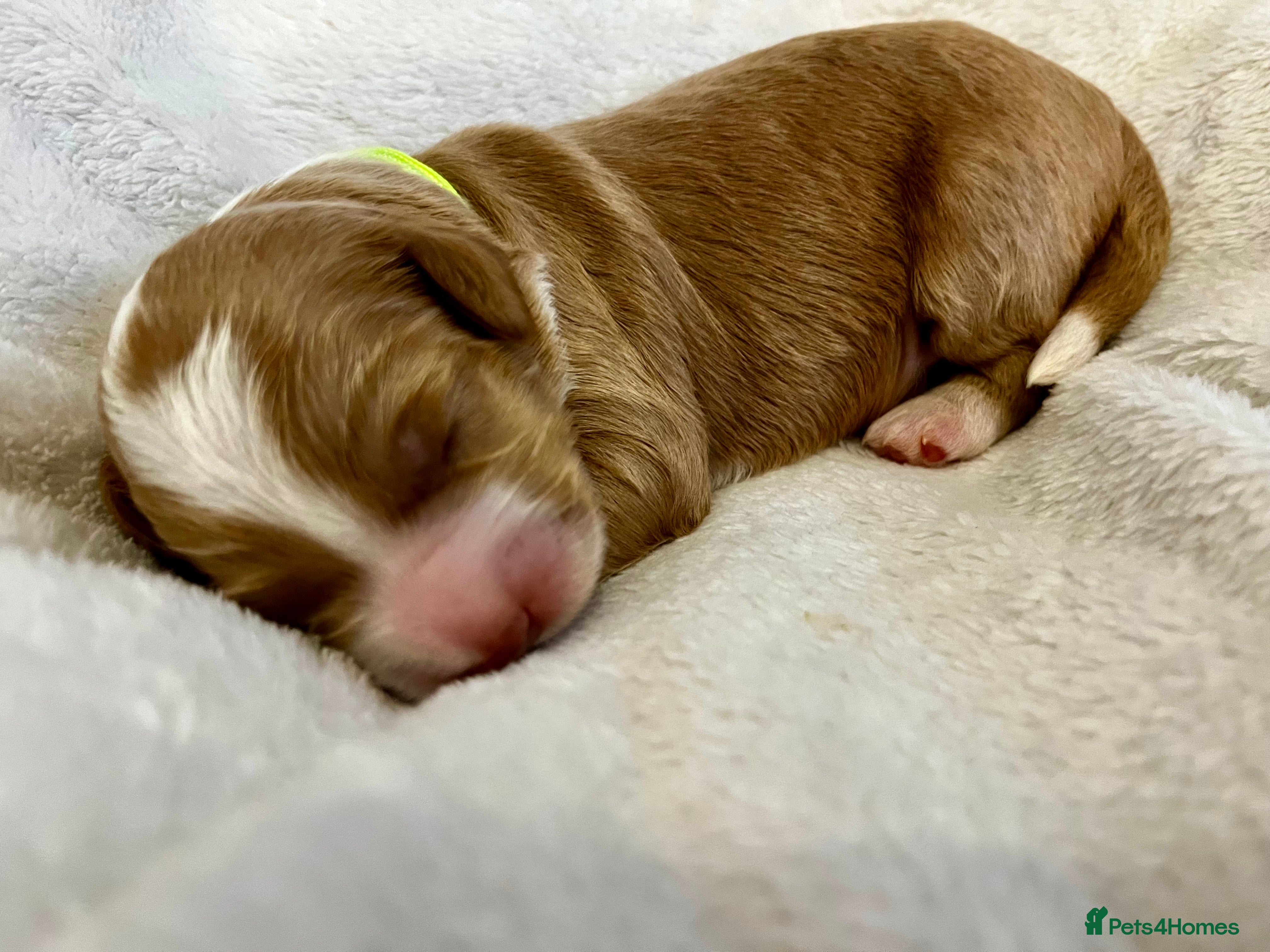 Australian Labradoodle dogs Quality Multigen Australian Labradoodle Puppies  - Advert 2