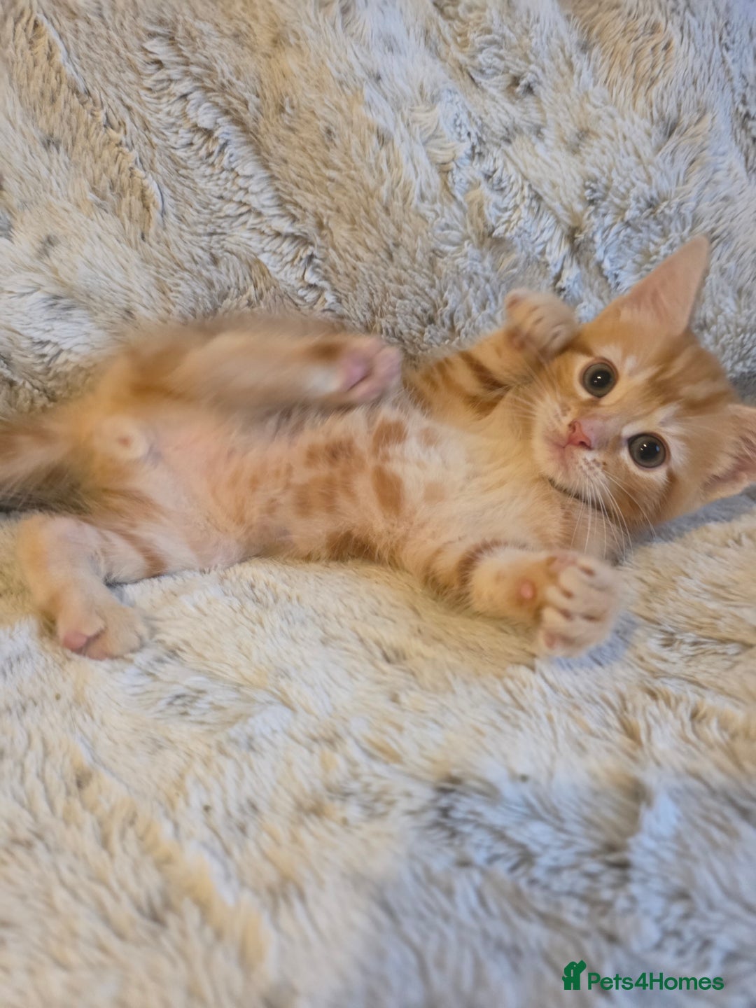 Mixed Breed cats for sale: 2 Male Stripy Kitten's - Advert 9