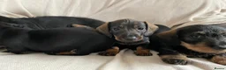 Miniature Dachshund dogs for sale: Miniature Wire Haired Dachshunds  - Advert 4