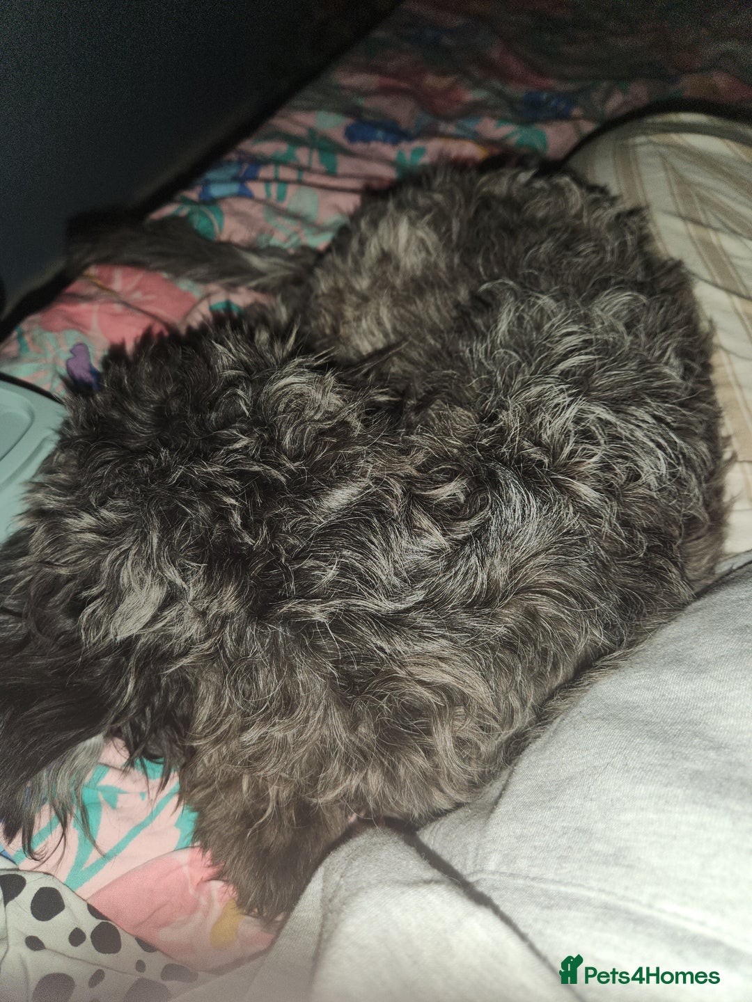 Mixed Breed dogs for sale: Female shit poo dog  - Image 5